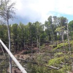 U subotu prosvjed za zaštitu šuma na Medvednici, Fruškoj gori i Durmitoru